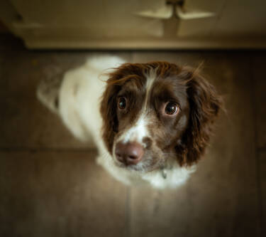 Magazine Create Your Light article Pet photography with landscape photographer Nigel Danson & his Springer Spaniel, Pebbles