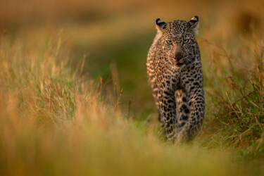 Z 9 Testimonials Roie Galitz asset