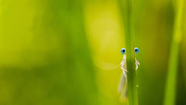 Macro Photography by Jeremy Ducrot. He shares his tips for getting started with macro photography for Nikon's magazine.