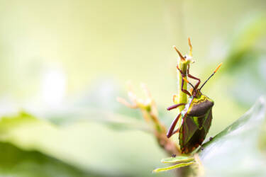 Macro Photography by Jeremy Ducrot. He shares his tips for getting started with macro photography for Nikon's magazine.