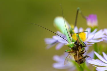 Macro Photography by Jeremy Ducrot. He shares his tips for getting started with macro photography for Nikon's magazine.