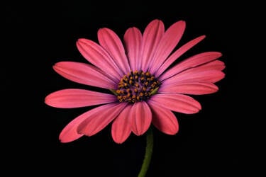 David Leaser provides a tutorial on focus stacking and a more advanced macro photography. Originally published in the Le Mag France Nikon.