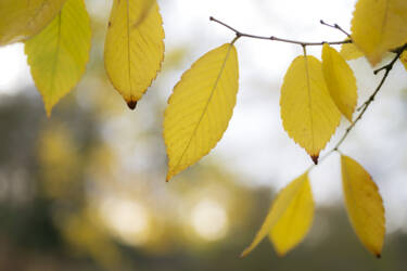 Ross Hoddinott |  Nikon magazine 