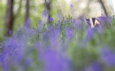 Nikon magazine - Using Plena for wildlife