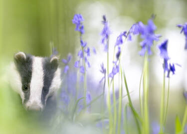 Nikon magazine - Using Plena for wildlife