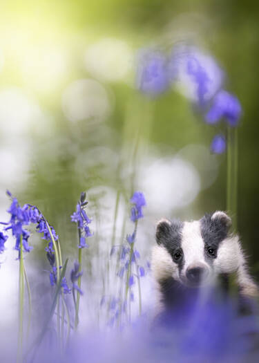 Nikon magazine - Using Plena for wildlife