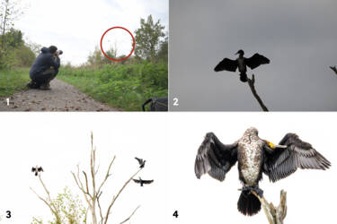 Nikon magazine - beginner bird photography with the Z5II and Samuel Houcken