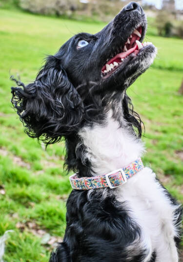 Nikon magazine - Alfie Bowen Pet photography
